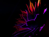 Modern light meets plant life. Drawing outlines on essentials. The plant was spottet with colorful patterns from one scanner of a distance from 17 meters. The projection area was only 10x10 cm.